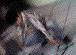 opening_003.GIF